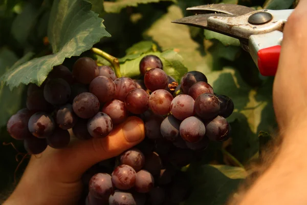 Picking grape — Stock Photo, Image