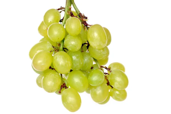 Branch of grape — Stock Photo, Image