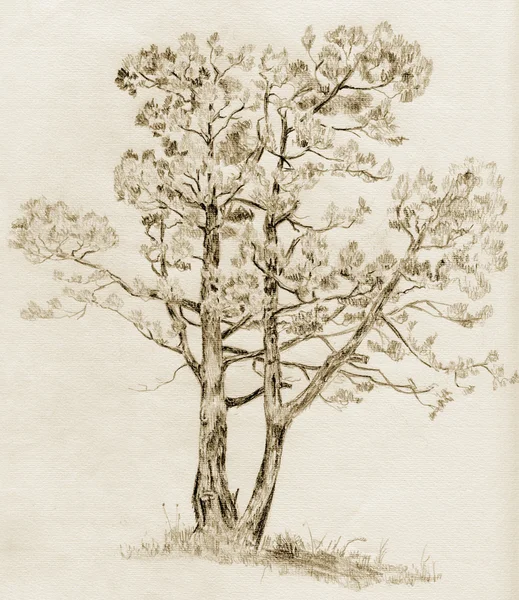 stock image Tree drawing