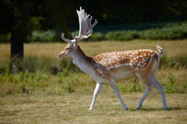 Japanese deer in a park clipart