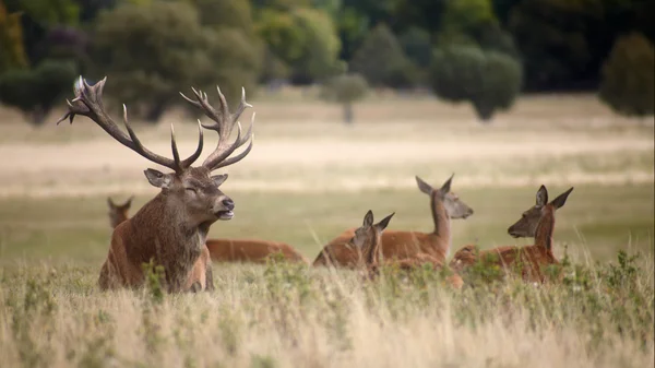 発情時にロイヤル鹿の群れ — ストック写真