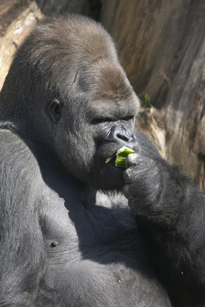 Gorilla maschio adulto — Foto Stock