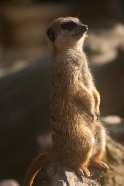 Bir taş üzerinde oturan suricata — Stok fotoğraf