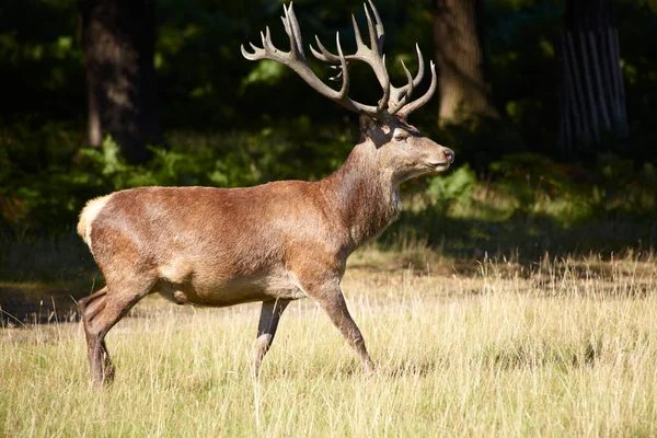 Royal stag on a forest fringe — Stock Photo, Image