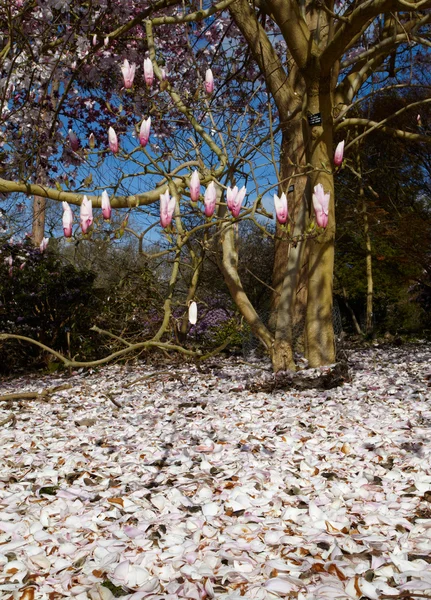 Bloeiende magnolia en bloemblaadjes — Stockfoto