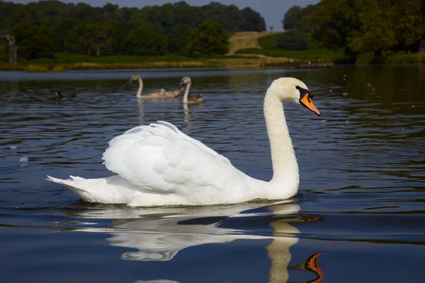Swan met twee birdling — Stockfoto
