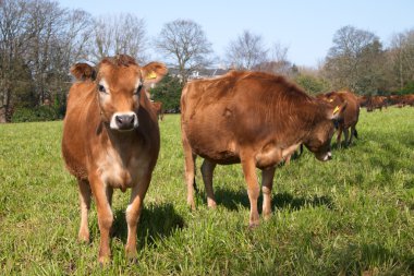 Jersey cows on a green grass clipart