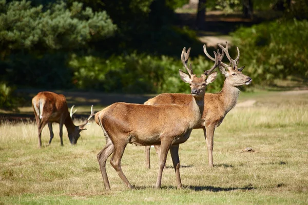 Bevy of royal deer — Stock Photo, Image