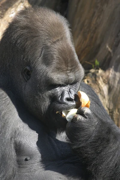 大猩猩吃洋葱 — 图库照片
