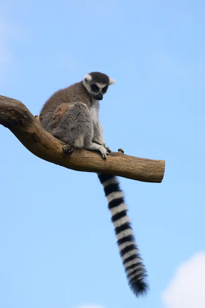Catta lemur op een boomtak — Stockfoto