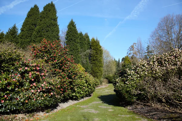 Rhododendron en floraison — Photo