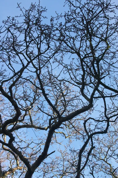 Текстура ветвей дерева — стоковое фото