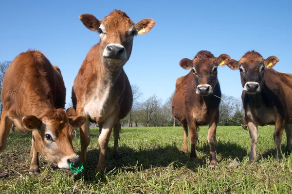Beslag van jersey koeien — Stockfoto