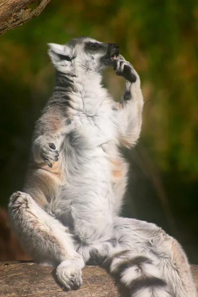 Lemur sitzt auf einem Baumkörper — Stockfoto