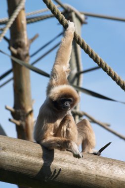 Gibbon maymun bir hayvanat bahçesi
