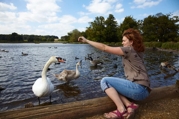 Дівчина годує птахів в озері — стокове фото