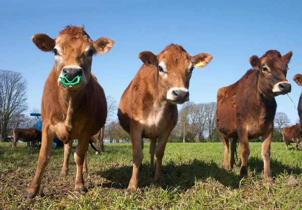 Jersey koe — Stockfoto