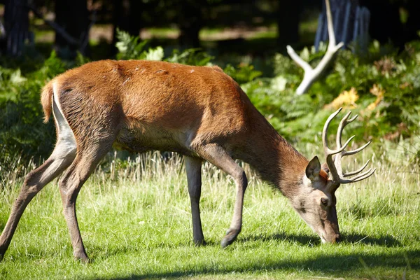 Royal szarvas, legelő, erdő — Stock Fotó