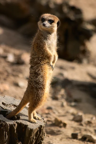 Saplama üzerinde duran suricate — Stok fotoğraf