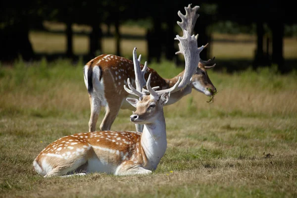 Couple of dappled deers — Stock Photo, Image