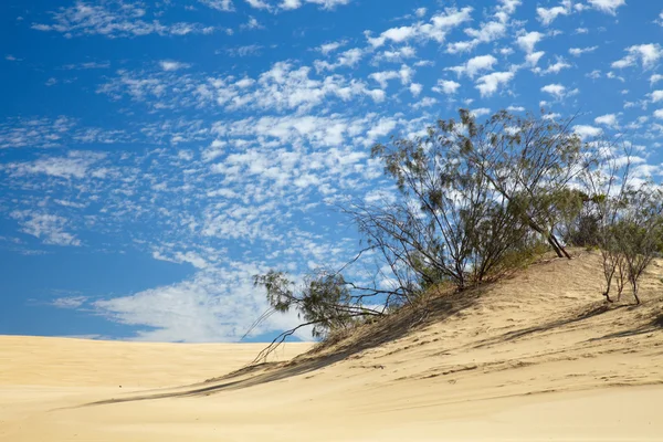 砂漠の小さな木 — ストック写真