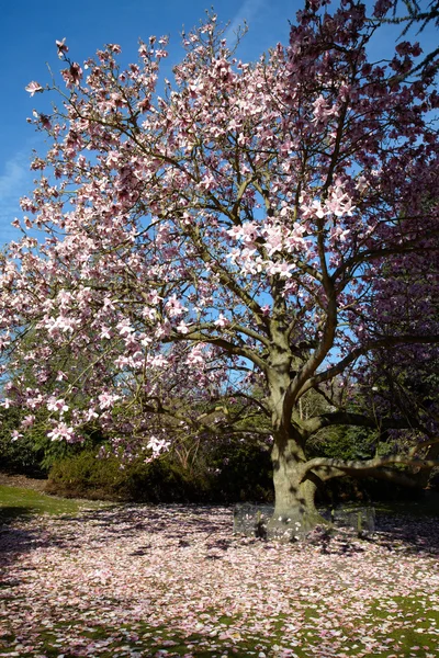 Bloeiende Magnoliaboom — Stockfoto