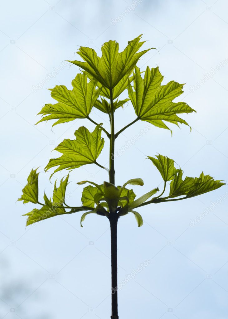 New leaf on a branch