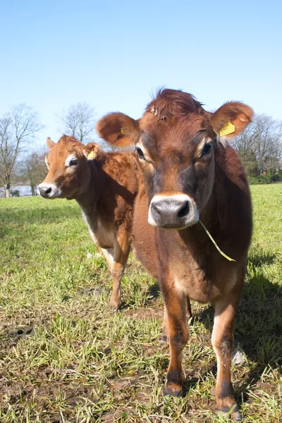 Paar van jersey koeien — Stockfoto