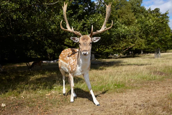 Zvědavý jelen — Stock fotografie