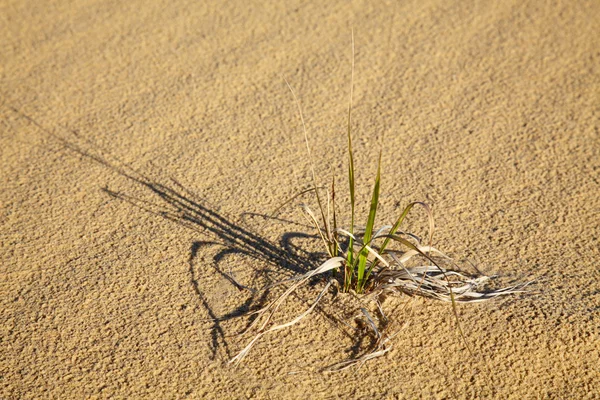Grass in een woestijn — Stockfoto