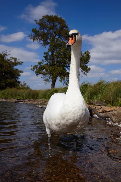 Немой лебедь в озере — стоковое фото