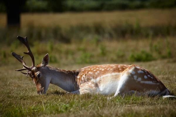 Sika deer relaxing on a sun — Stock Photo, Image
