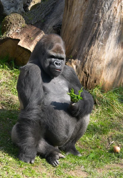 Samčí gorila — Stock fotografie