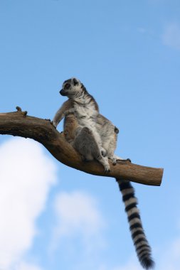 bir ağaç dalı oturan lemur catta