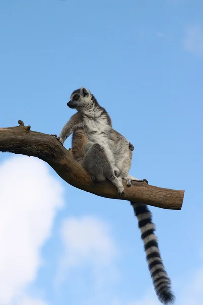 Bir ağaç dalı oturan lemur catta — Stok fotoğraf