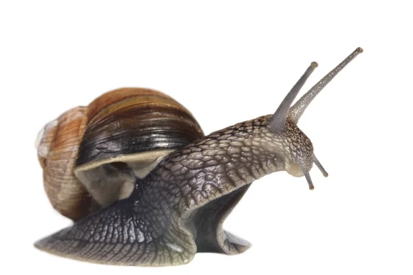 法国蜗牛 — 图库照片