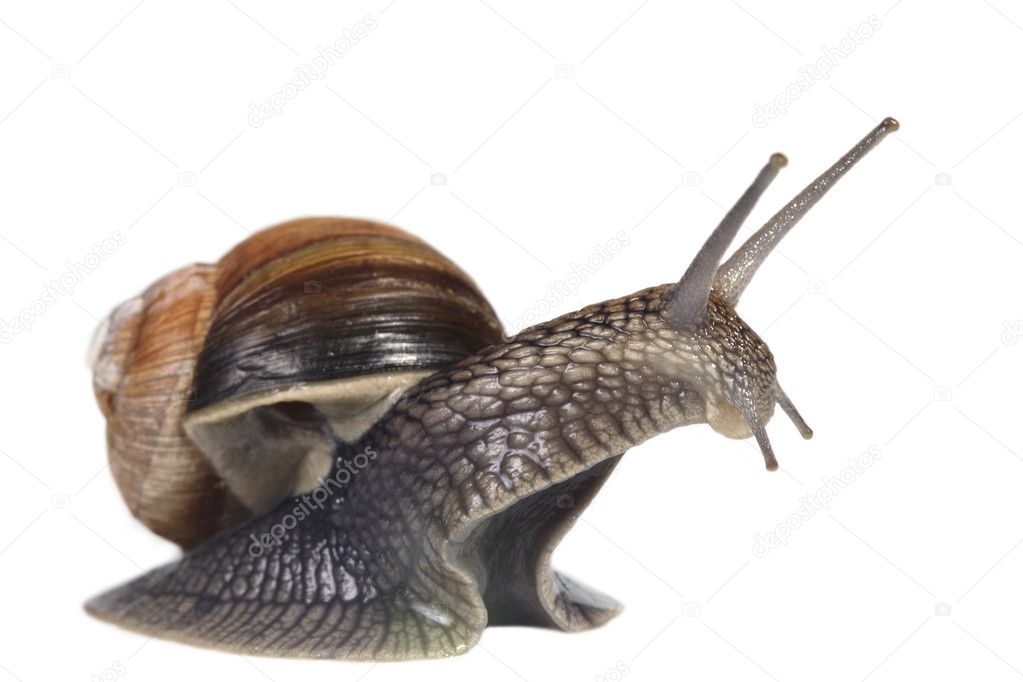French snail