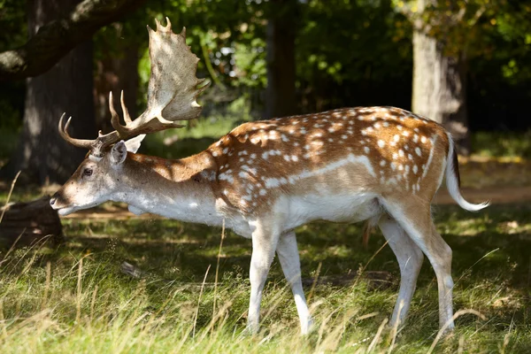 フォレスト内のぶちの鹿 — ストック写真
