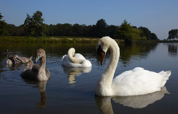 Familia de cisnes relajándose en un lago —  Fotos de Stock