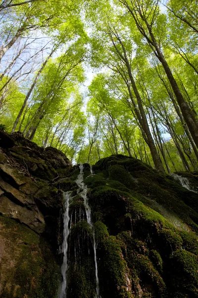 ブナの森の滝 — ストック写真