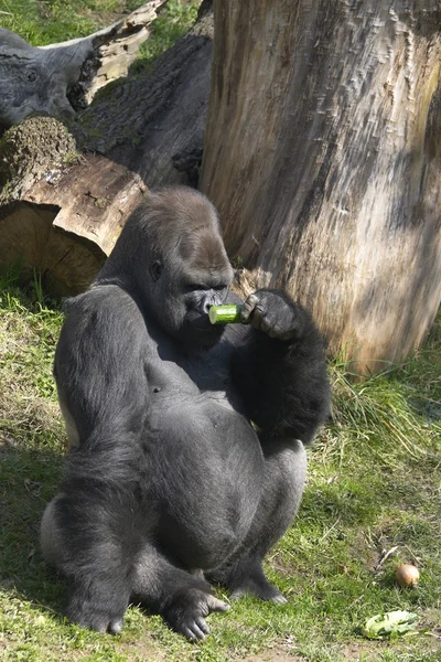Großer Gorilla riecht nach einer Gurke — Stockfoto