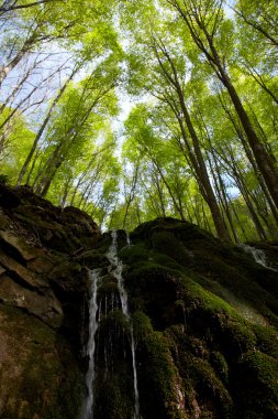 Waterfall in beech forest clipart