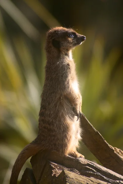 Bir ağaç gövdesi üzerinde suricata — Stok fotoğraf