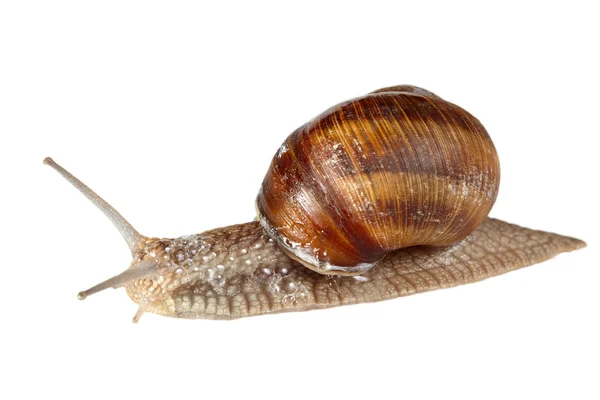 白底蜗牛 — 图库照片
