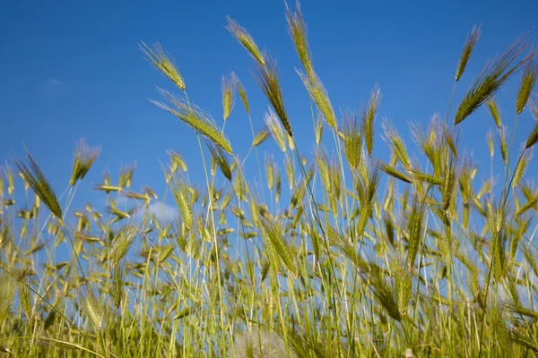 Grass spikelets at background of blue sky — Stock Photo, Image
