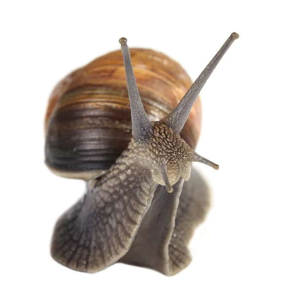 葡萄蜗牛 — 图库照片