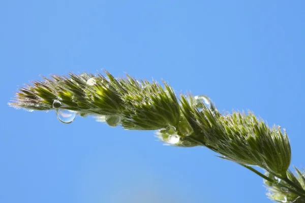 Çimen çiy damlaları ile spikelet — Stok fotoğraf