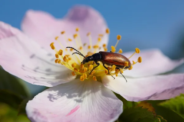 Blüten-Rüsselkäfer fressen Blütenblatt der rosa Blume — Stockfoto