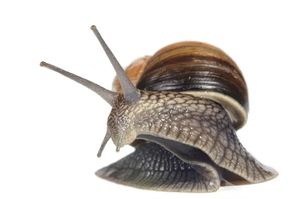 移动蜗牛 — 图库照片