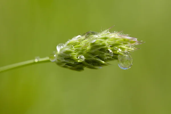 Macro foto de espigueta de grama verde com gotas de água — Fotografia de Stock